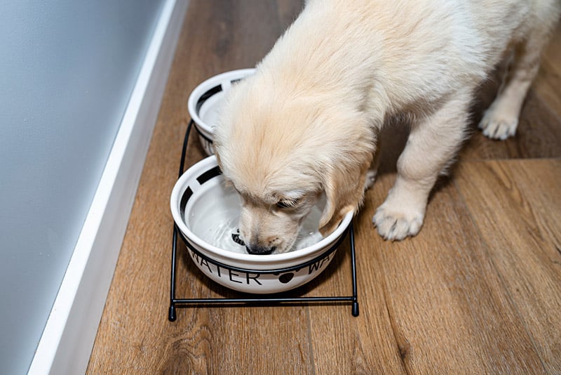 golden retriever puppy drinking from a ceramic bowl