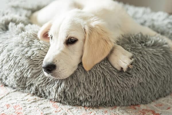 golden retriever puppy resting in dog bed