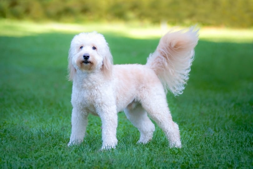 goldendoodle on the grass