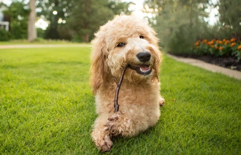 goldendoodle puppy dog chewing