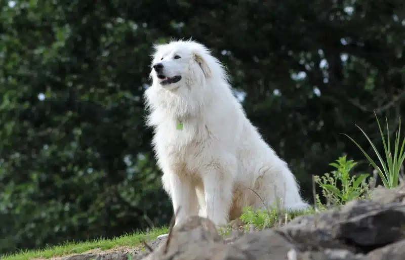 great pyrenees dog standing on rocks outdoors