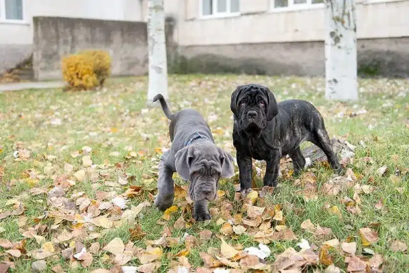 grey-and-black-neapolitan-mastiff-puppies