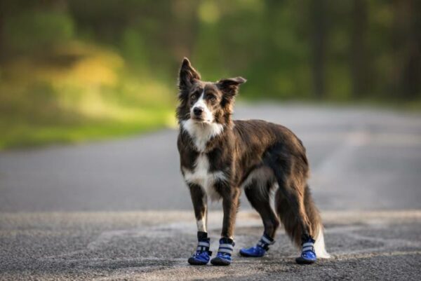 grey border collie dog standing outdoors in blue boots