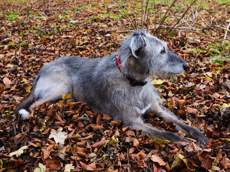 grey lurcher dog lying down