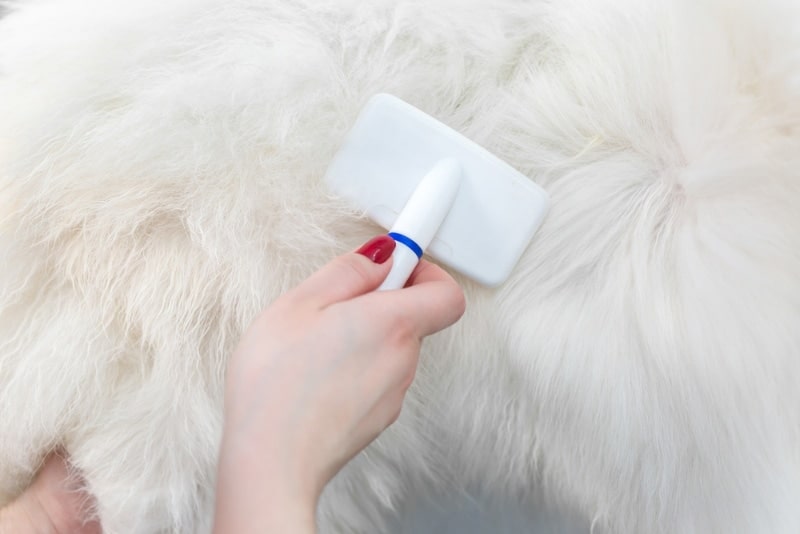 groomer brushing samoyed dog