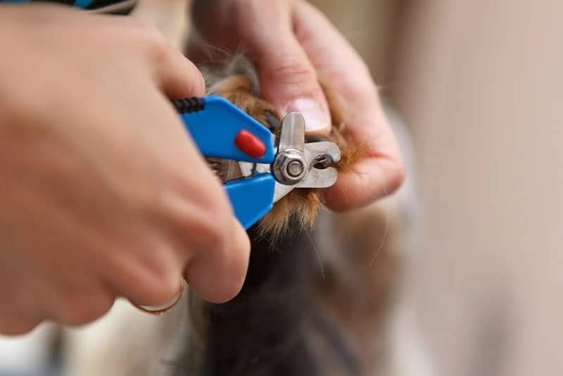 groomer clipping dog nails hurri
