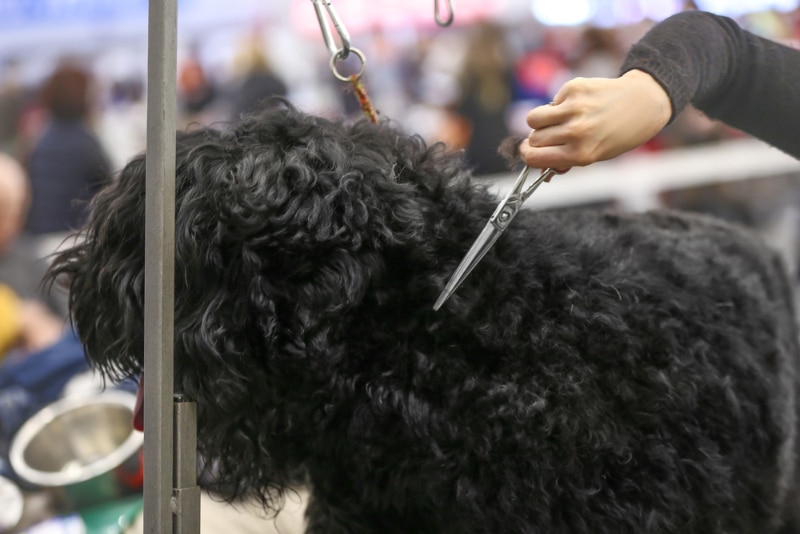 groomer cutting the hair of Black Russian Terrier dog