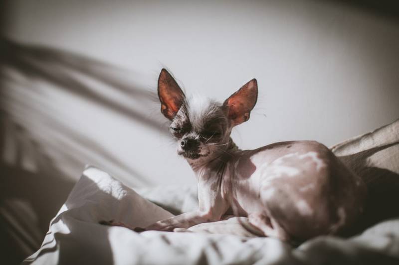 hairless-and-chihuahua-mix