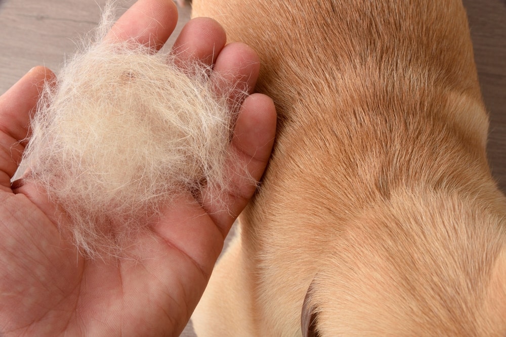 hand-holding-dog-hair