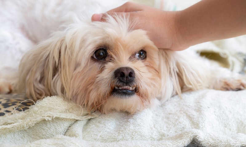 hand stroking shih tzu's head