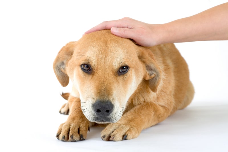 hand stroking the dog