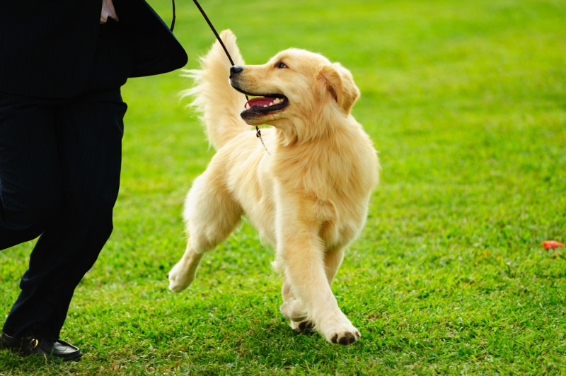 handler and golden retriever puppy in dog show