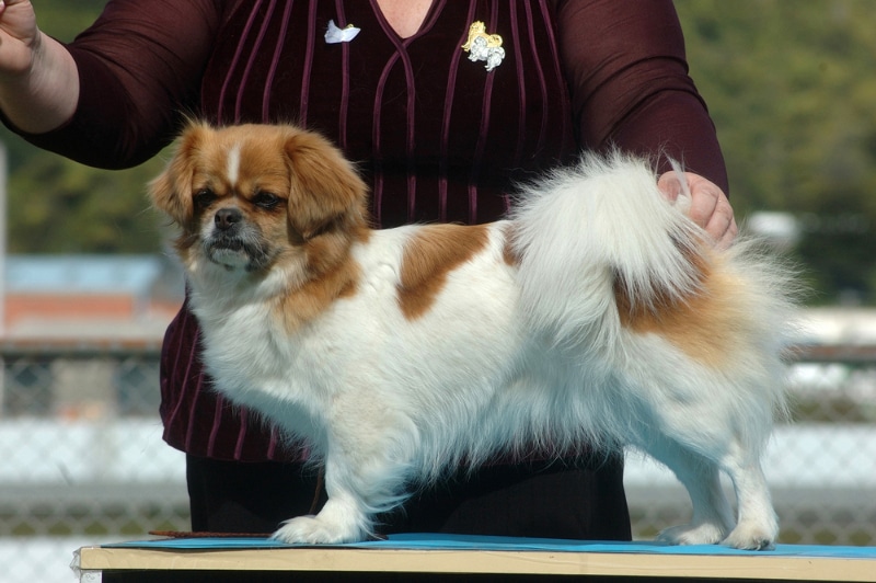 handler position her dog for judging in a dog show