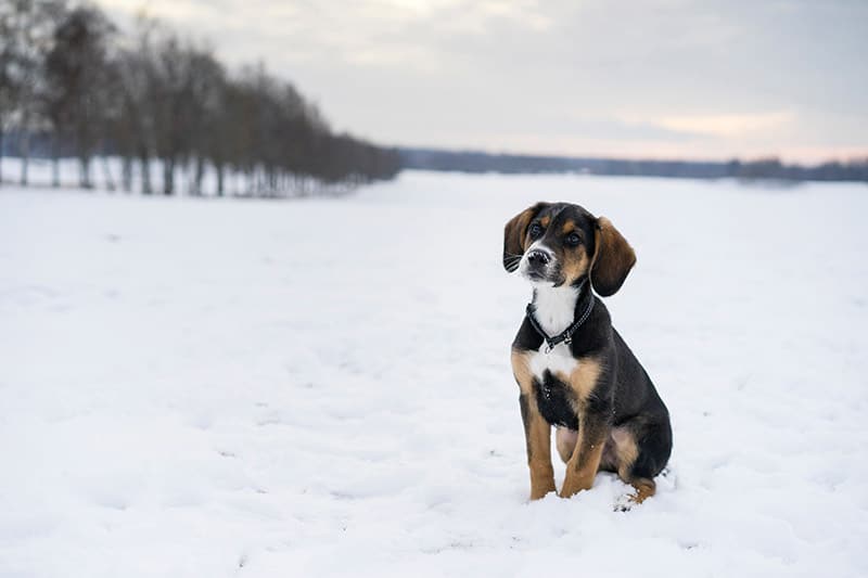 harrier puppy in the snow during winter