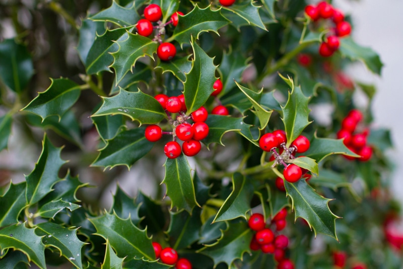 holly berries on a bush
