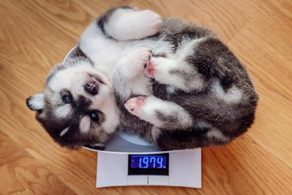 Husky puppy on a weighing scale