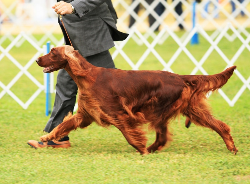 irish setter in dog show