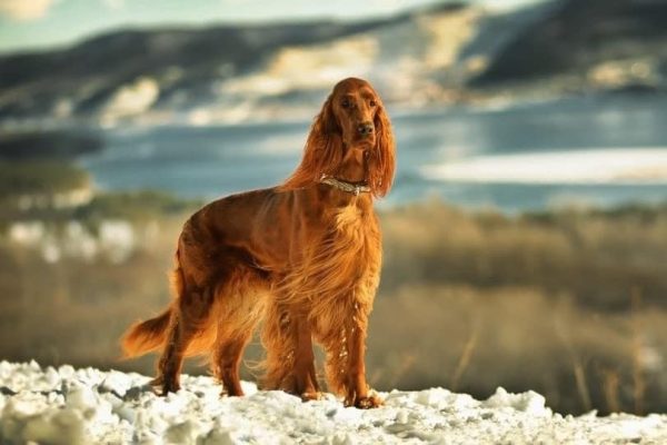 irish setter in mountains