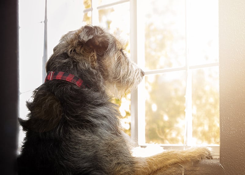 irish wolfhound dog looking at the window