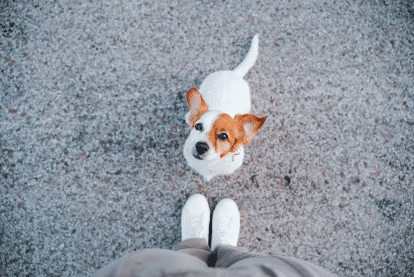 jack russell dog sitting in front of owner feet