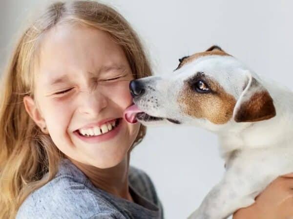 jack russell licking girl
