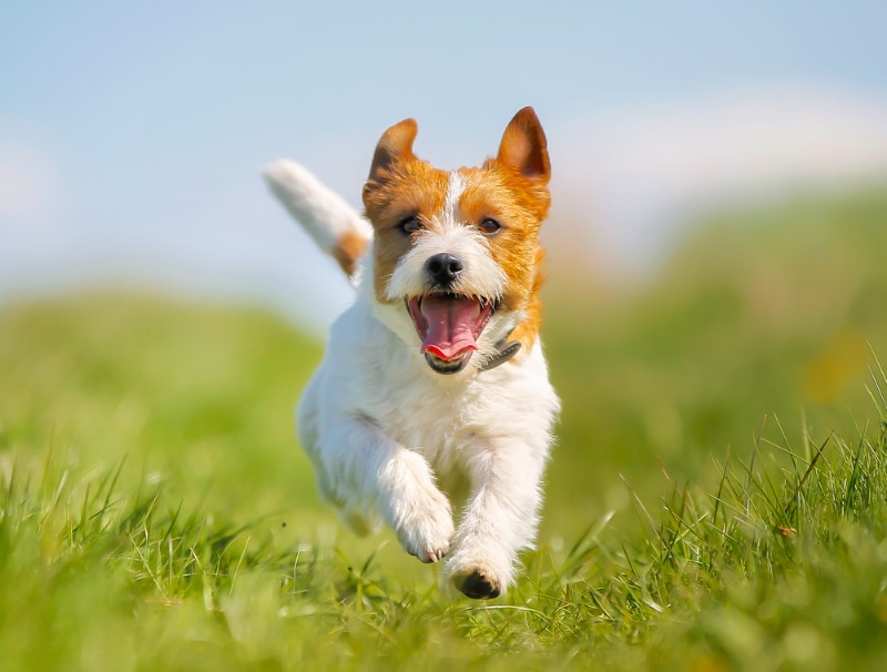 jack russell terrier dog running in the meadow