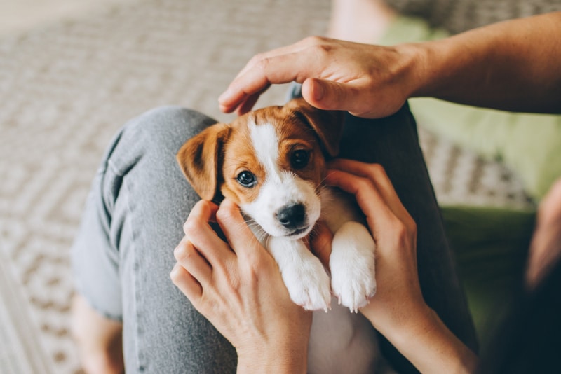 jack russell terrier puppy lying on owners lap