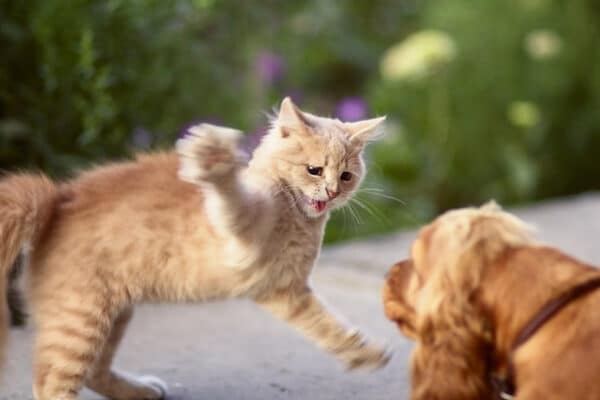 kitten attacking a dog