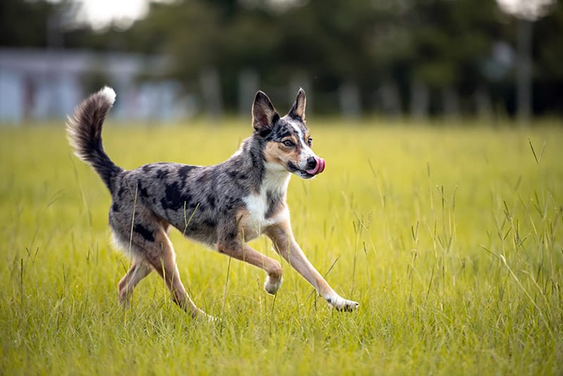 koolie dog running in the field