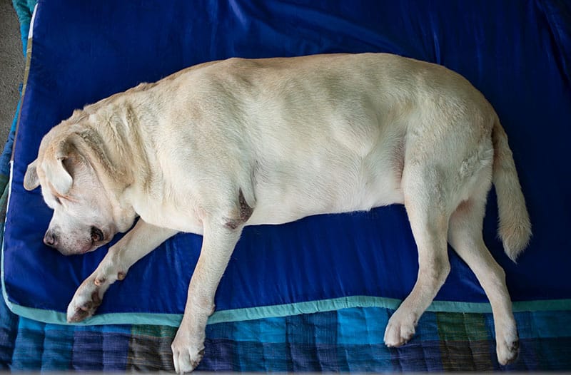 labrador dog lying sick with lipoma on belly