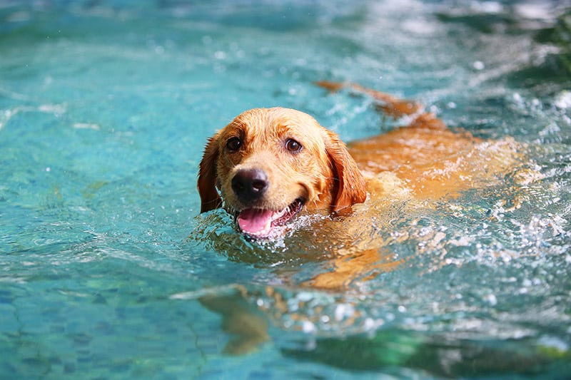 Labrador Retriever dog swimming in the pool