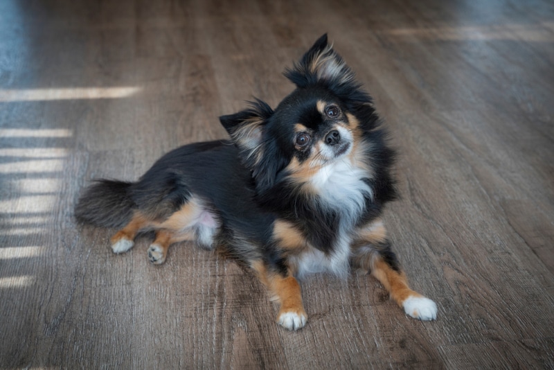 long haired chihuahua dog lying on the floor and tilting its head