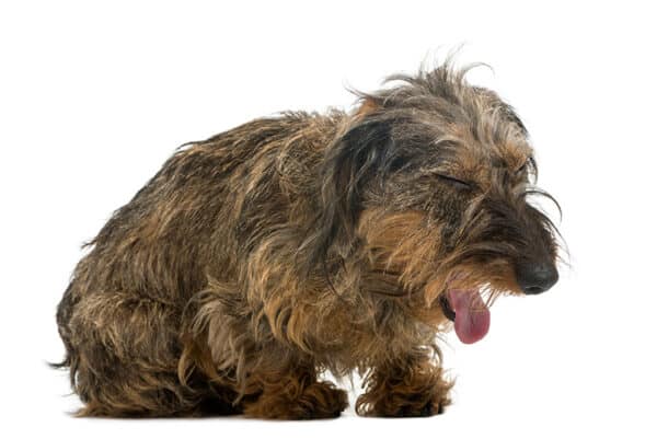 longhaired Dachshund dog coughing