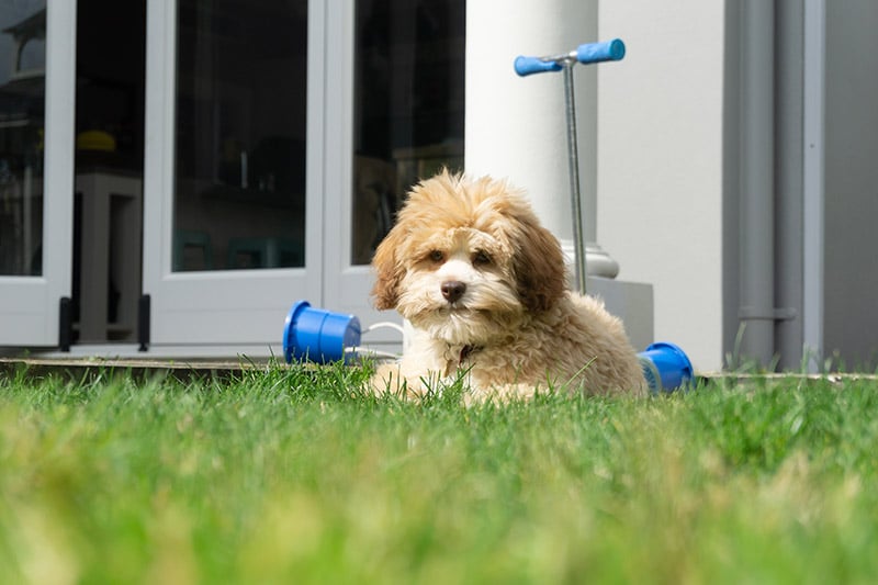 Lowchen puppy lying on the lawn