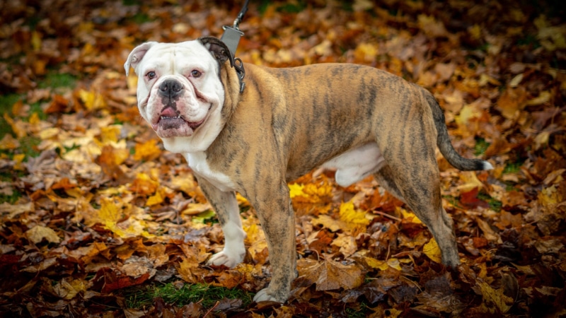 male Olde English Bulldogge dog standing at the park