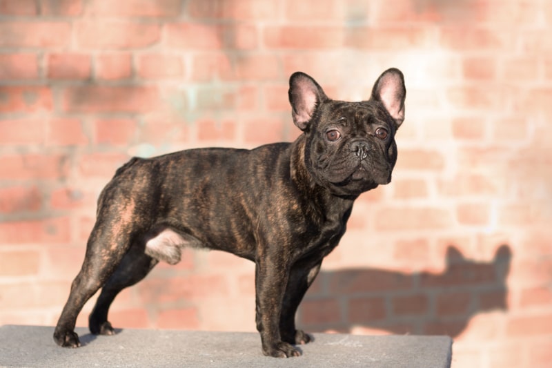 male brindle french bulldog puppy standing on a rack