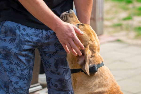 male owner petting Boerboel dog