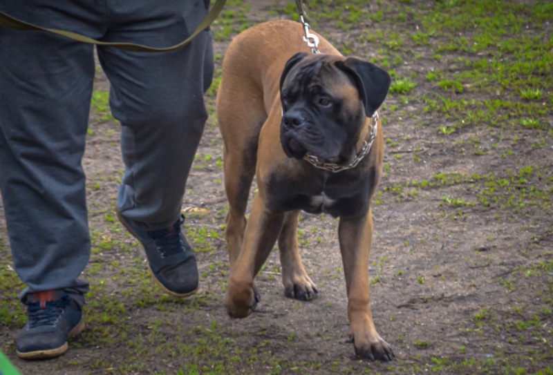 male owner walking his young Boerboel dog