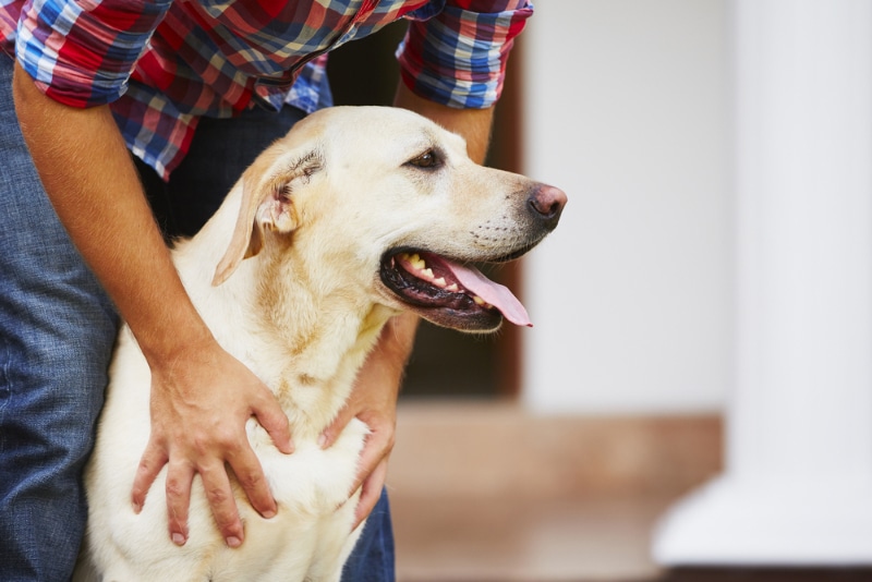 man petting his labrado retriever dog