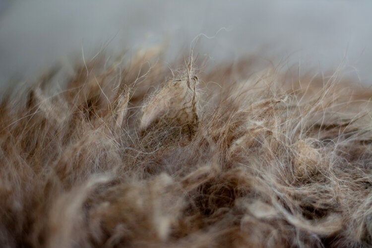 matted fur