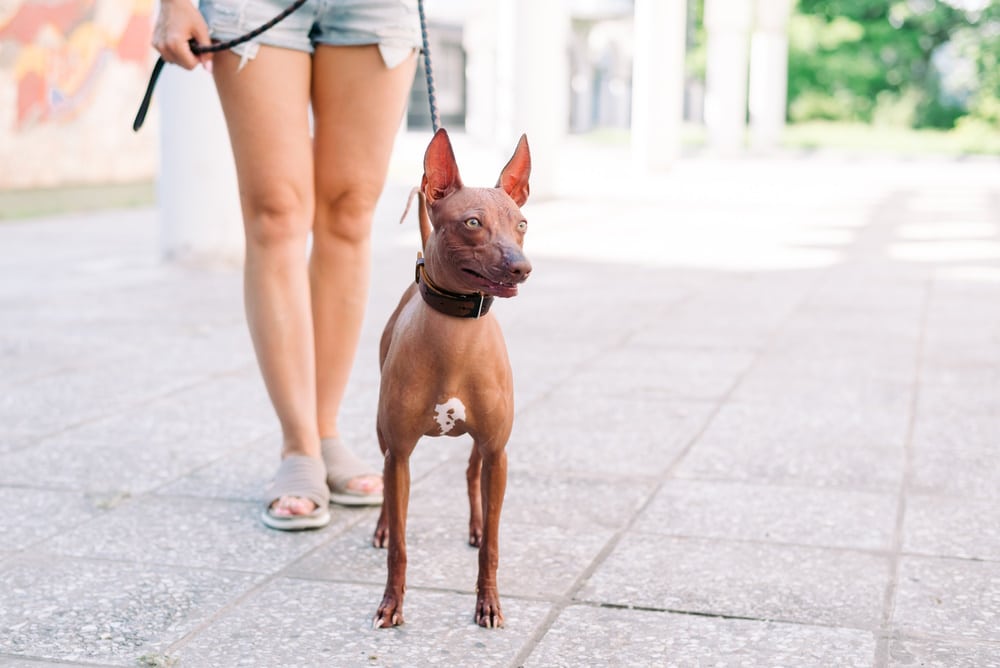 mexican hairless dog walking with owner