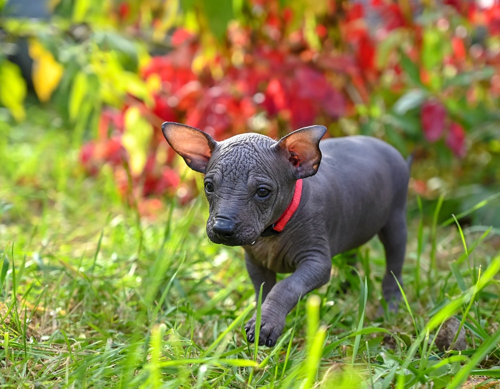 mexican hairless puppy