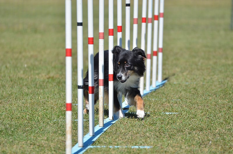 Miniature American Shepherd dog doing agility training