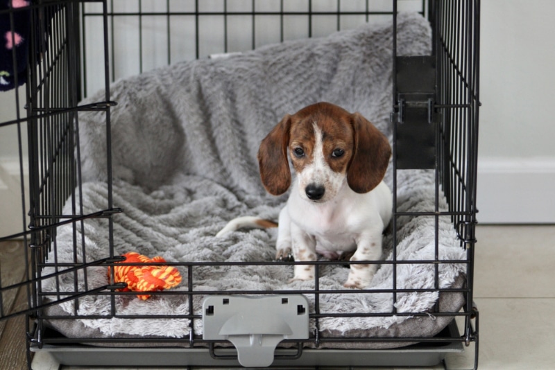 miniature dachshund puppy sitting in a crate with the door open