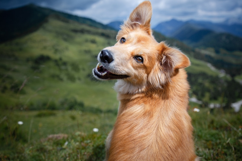 mixed breed dog hiking in the mountain