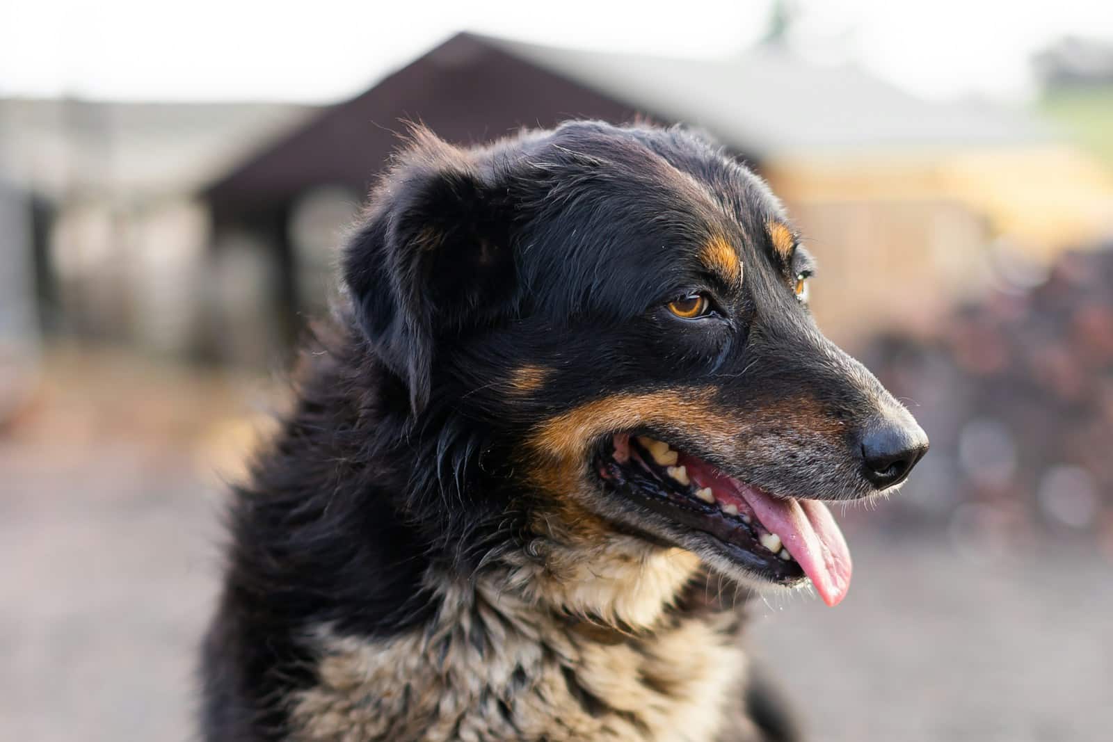 a close up of english shepherd