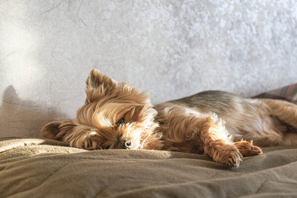 old Yorkshire Terrier dog sleeping on the side in the sofa
