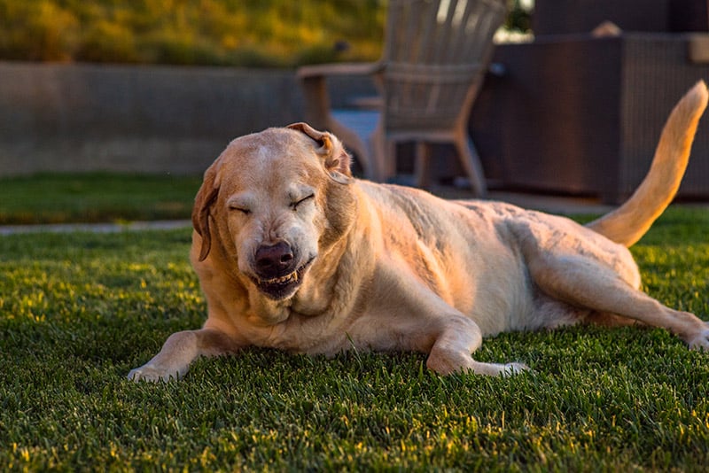 old dog lying on the grass sneezing