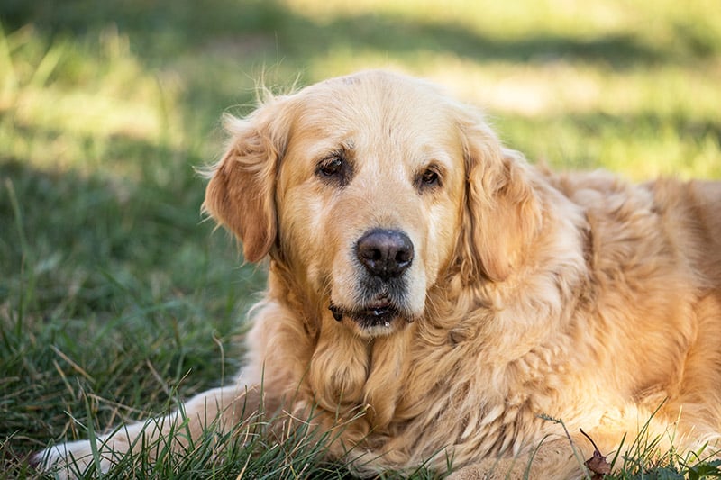 old golden retriever dog