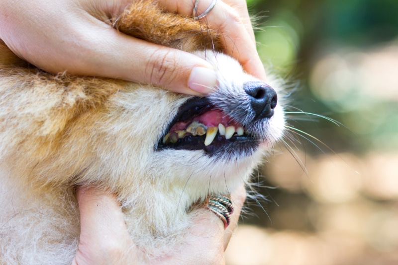 opening mouth of dog with dental disease